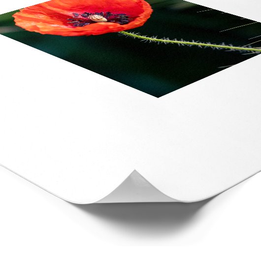 Poppy flower poster (Coin)