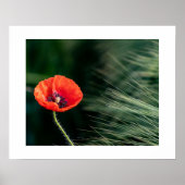 Poppy flower poster (Devant)