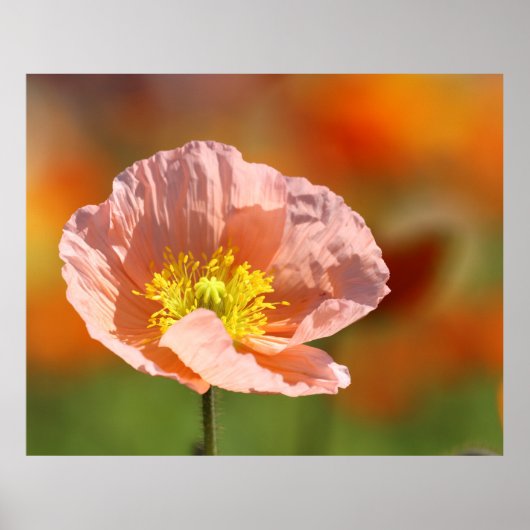 Poppy flower poster (Devant)