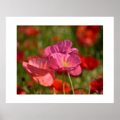 Poppy flower poster (Devant)