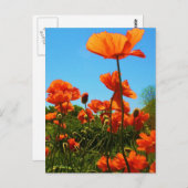 Poppy-foto Briefkaart (Voorkant / Achterkant)