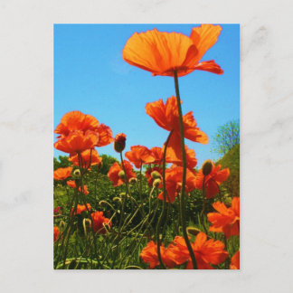 Poppy-foto Briefkaart