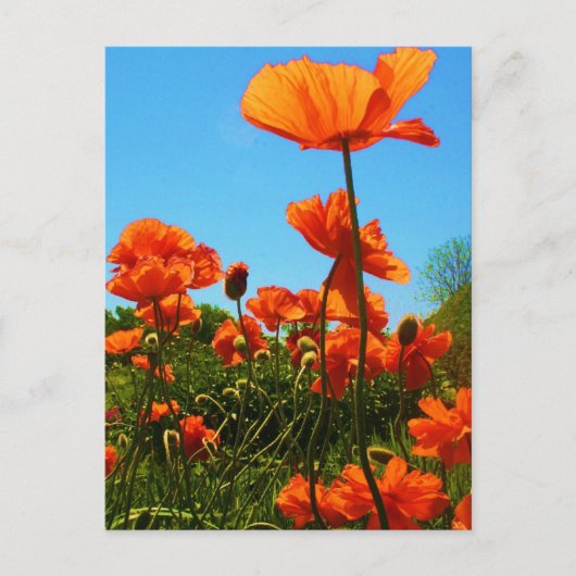 Poppy-foto Briefkaart (Voorkant)