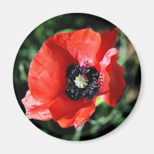 Poppy fridge magnet magneet