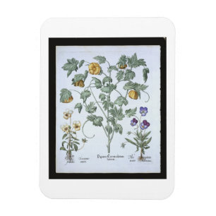 Poppy, gelooid, van de "Hortus Eystettensis" Magneet