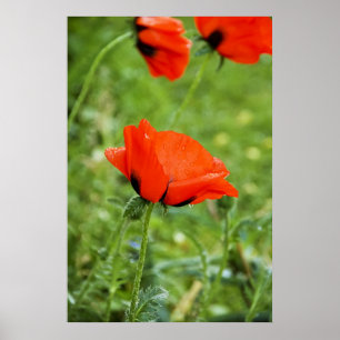 Poppy ingelijste print
