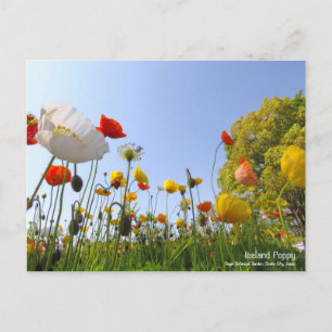 Poppy Islande : Carte postale