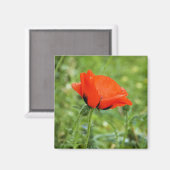 Poppy Magnet Magneet (Voorkant / Achterkant)