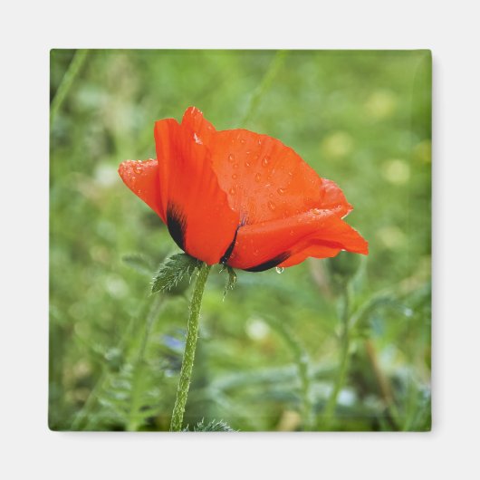 Poppy Magnet Magneet (Voorkant)