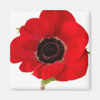 Poppy magnet magneet