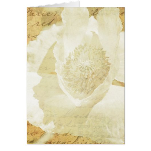 Poppy Marie (Devant)