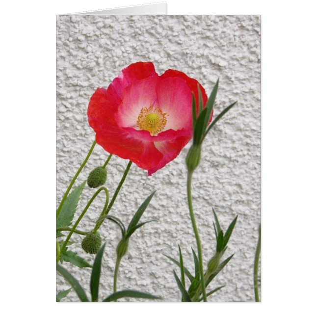 Poppy notelet (Voorkant)