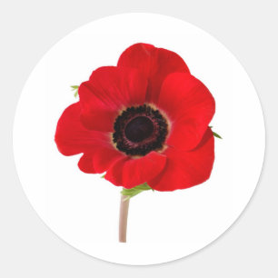 POPPY OF Remembrance Ronde Sticker