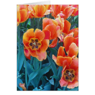 Poppy Tulips