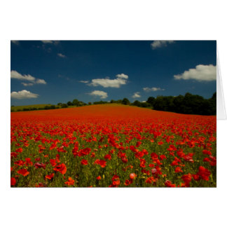 Poppy-veld onder een zomerhemel