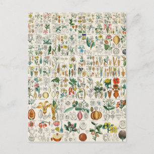 Poppy, Violet Plant Classifications Briefkaart