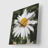 populaire bloem ,  wild witte dagfoto vierkante klok (Hoek)