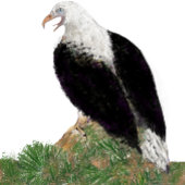 Populaire kikkertbalpeddel, adelaar, aangepaste te pickleball paddle