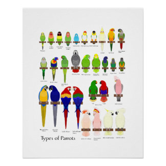 popular pet parrots types chart perfect poster