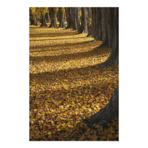 Populieren in de herfst, Lake Wanaka, Otago, Foto Afdruk