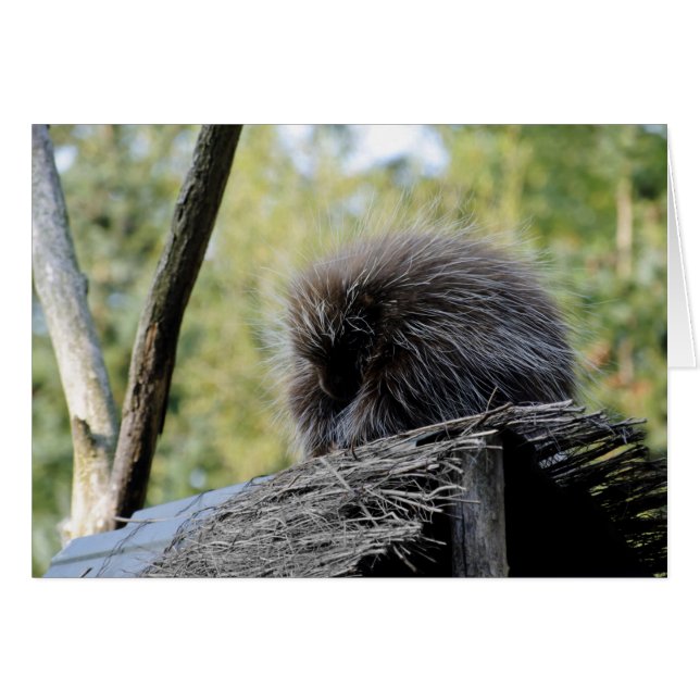 Porc-épic arboricole (Devant horizontal)