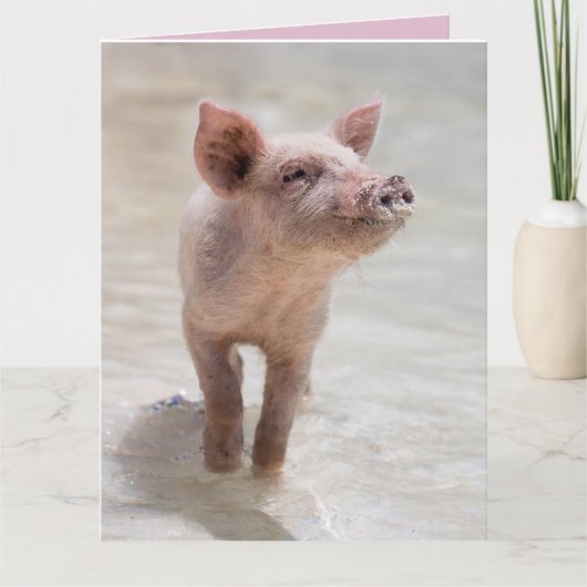 PORC REPRENDS VITE ! CARTES CARTE (Devant)