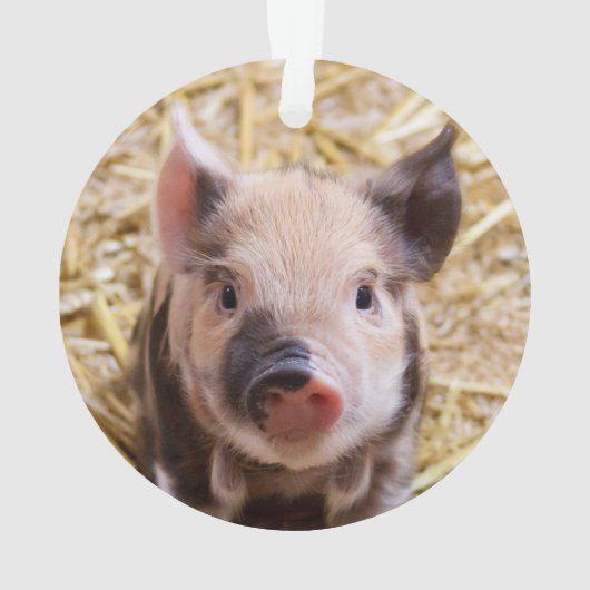 Porcelet mignon (dos)