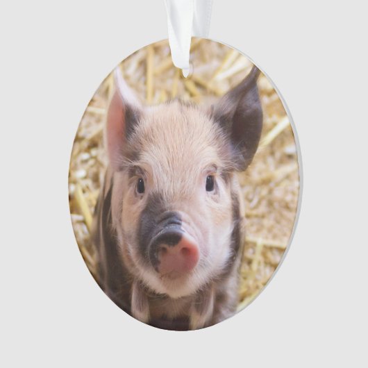 Porcelet mignon (devant)