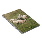 Porcs dans un Carnet de campagne (Côté Droit)