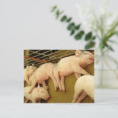 Porcs de bébé - Carte postale (Debout devant)