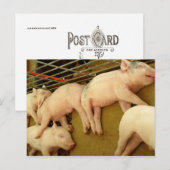 Porcs de bébé - Carte postale (Devant / Derrière)