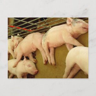 Porcs de bébé - Carte postale