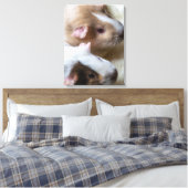 Porcs de Guinée gros papier de toile (Insitu(Chambre))