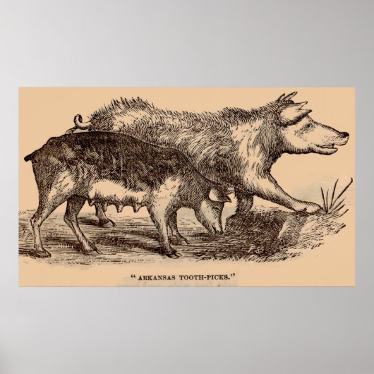 Porcs posters de animaux de ferme du 19e siècle (Devant)