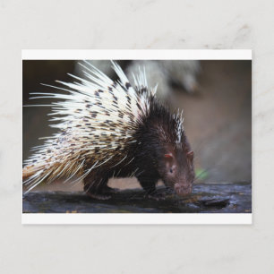 Porcupine Briefkaart