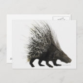Porcupine Briefkaart (Voorkant / Achterkant)