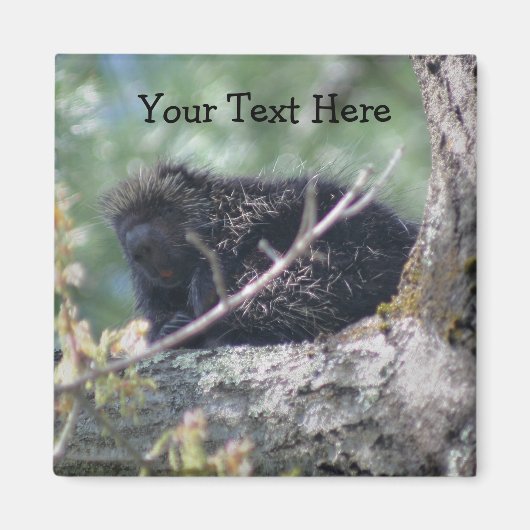 Porcupine Dans L'Arbre Animal Nature Photo Magnet (Devant)