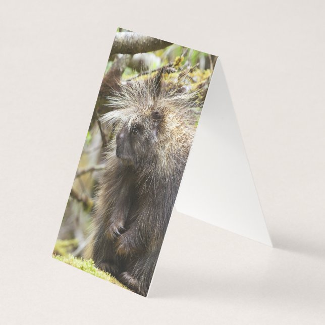 Porcupine déterminé (Back)