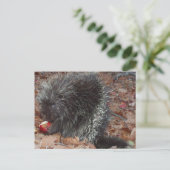Porcupine en Apple Briefkaart (Staand voorkant)