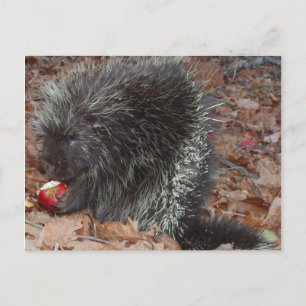 Porcupine en Apple Briefkaart