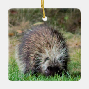 Porcupine in Ricketts Glenn Keramisch Ornament
