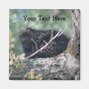 Porcupine in Tree Animal Natuur Foto Magnet Magneet