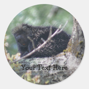 Porcupine in Tree Wildlife Animal Fotosticker Ronde Sticker