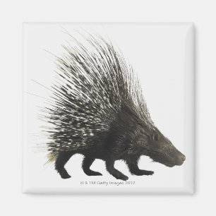 Porcupine Magneet