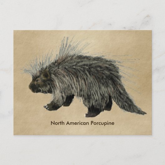 Porcupine op oud papier briefkaart (Voorkant)
