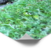 Porcupine Photo Poster (Hoek)