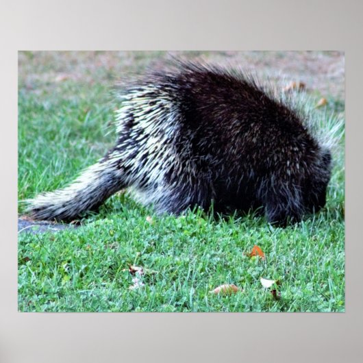 Porcupine Photo Poster (Voorkant)