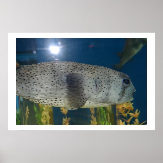 Porcupine Puffer Poster (Voorkant)