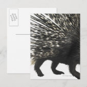 Porcupine quills briefkaart (Voorkant / Achterkant)