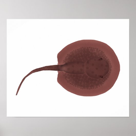 Porcupine River Stingray Poster (Voorkant)